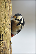 auf Futtersuche... Buntspecht *Dendrocopos major*