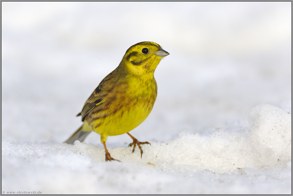 auf Stippvisite... Goldammer *Emberiza citrinella*