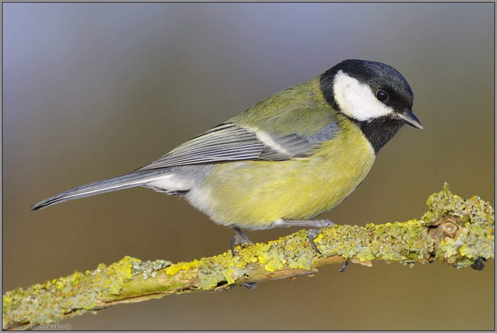 Schwarzköpfchen... Kohlmeise *Parus major*