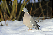 am Feldrandgehölz... Ringeltaube *Columba palumbus*