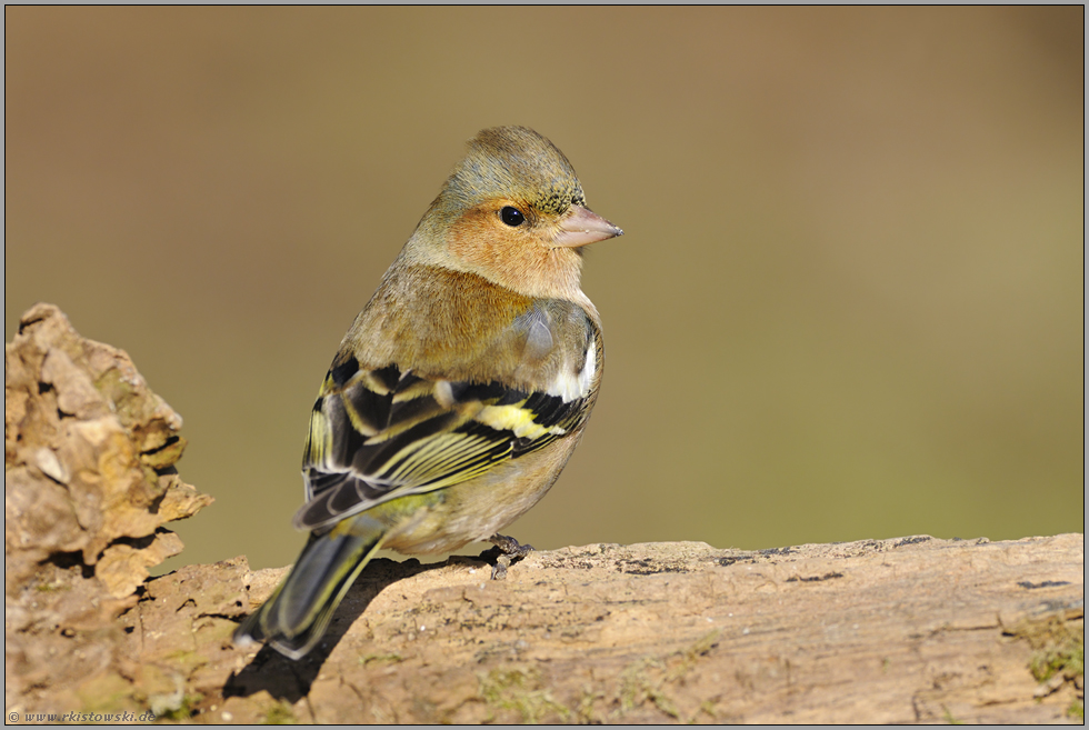 geschniegelt und gestriegelt... Buchfink *Fringilla coelebs *