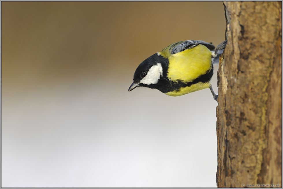 behende... Kohlmeise *Parus major*