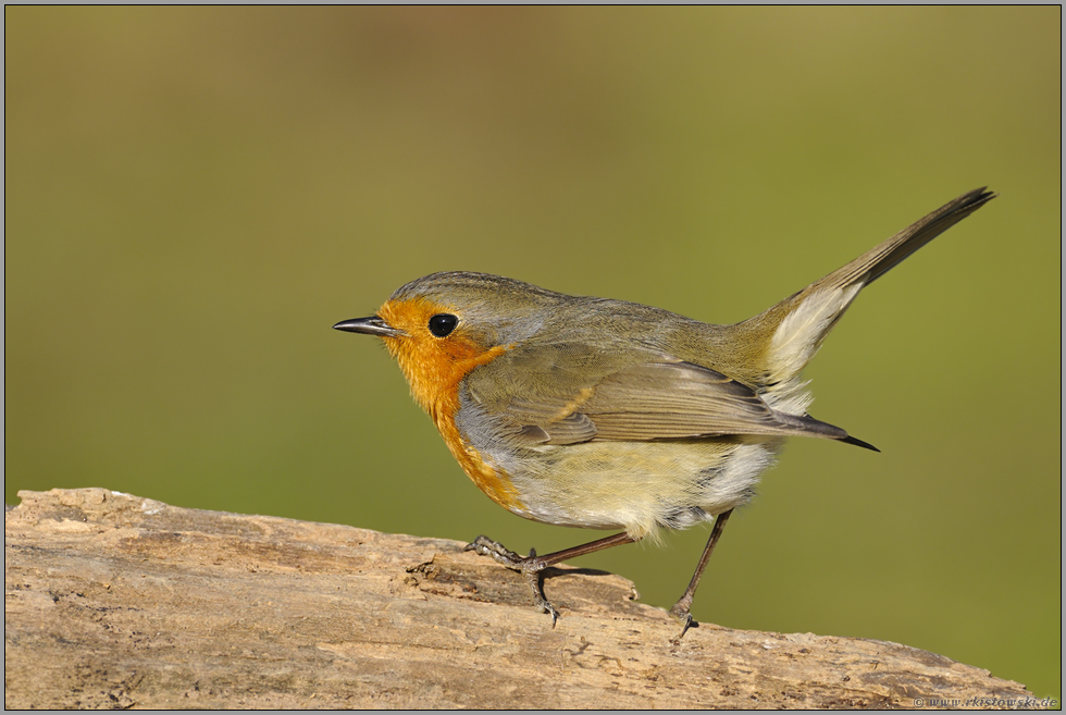 immer willkommen... Rotkehlchen *Erithacus rubecula*