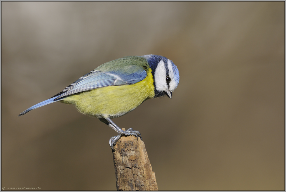 immer neugierig... Blaumeise *Cyanistes caeruleus*