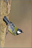 kopfüber... Kohlmeise *Parus major*