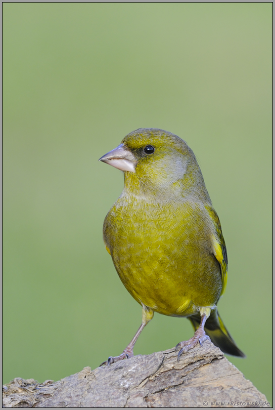 in ganzer Pracht... Grünfink *Carduelis chloris*