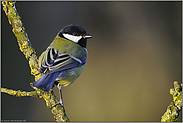 im Lichtspot... Kohlmeise *Parus major*