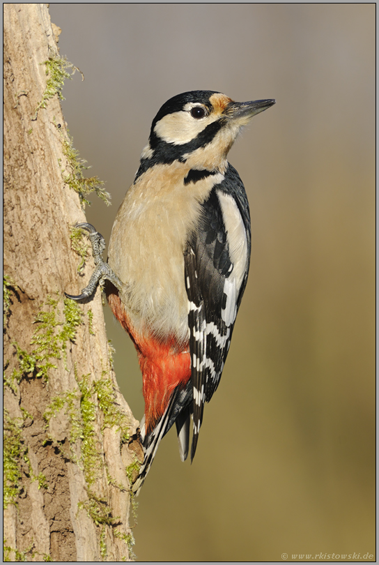 Vorreiter "Vogel des Jahres 1997"... Buntspecht *Dendrocopos major*