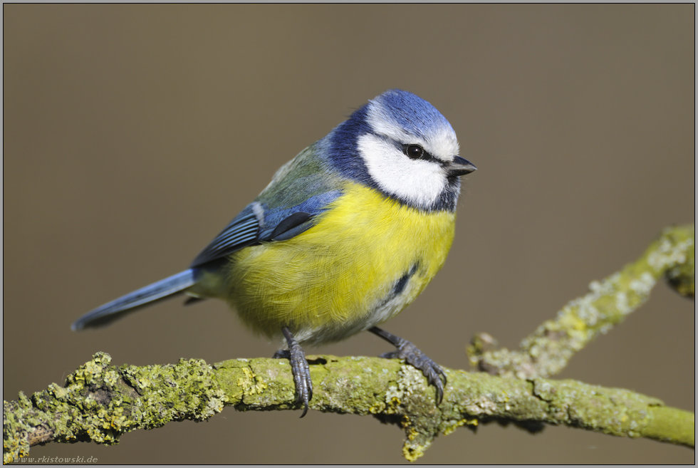 Pimpelmees... Blaumeise *Cyanistes caeruleus*