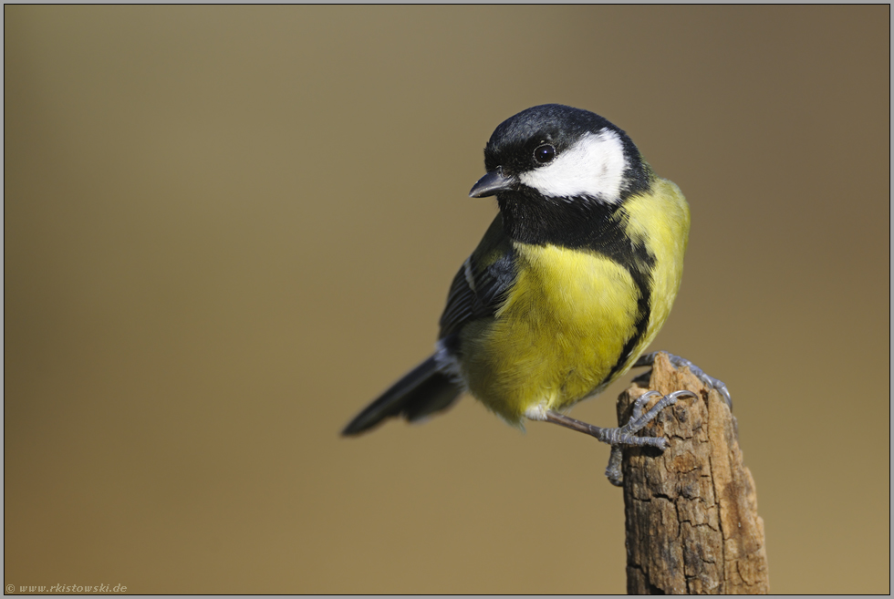 eine kleine Herausforderung... Kohlmeise *Parus major*