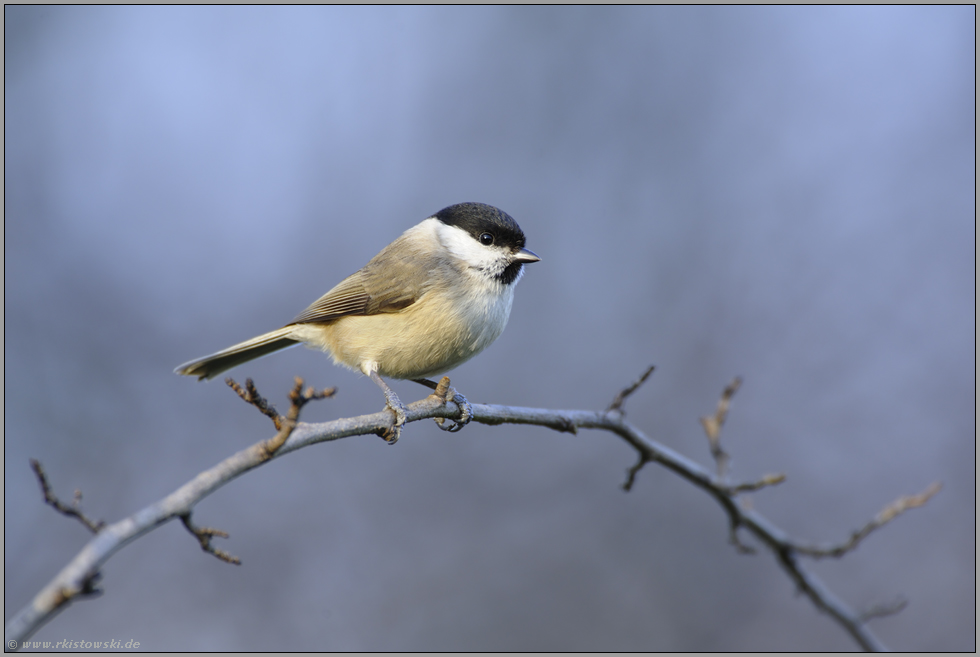 im Auwald... Sumpfmeise *Poecile palustris*