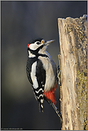 Geduld wird belohnt... Buntspecht *Dendrocopos major*