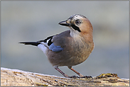 vertan, vertan... Eichelhäher *Garrulus glandarius*