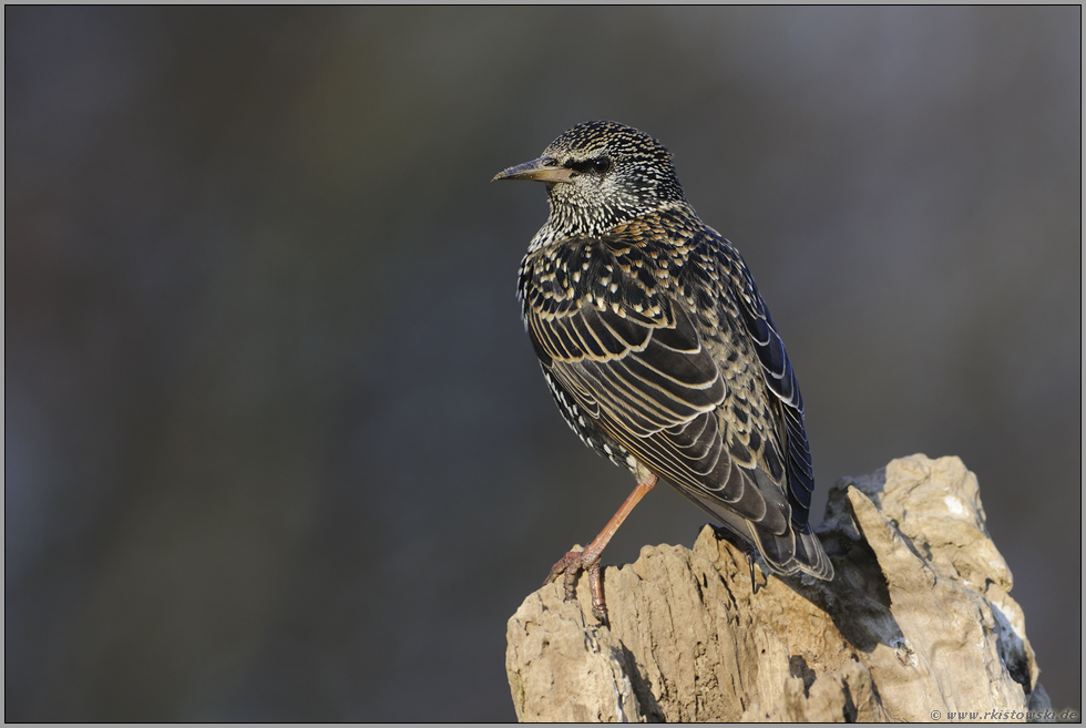 ziemlich scheu... Star *Sturnus vulgaris*