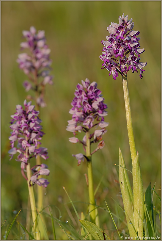 in der Orchideenwiese... Helm-Knabenkraut *Orchis militaris*