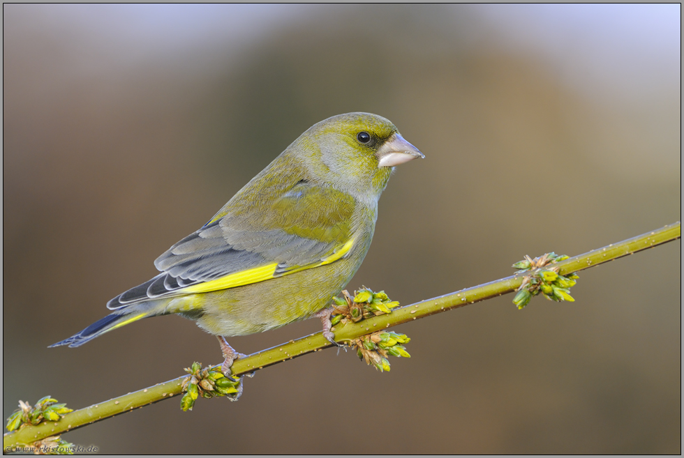 noch einer... Grünfink *Carduelis chloris*