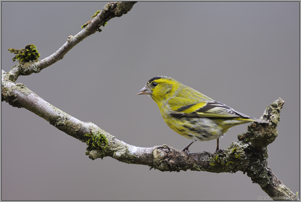 im Trupp unterwegs... Erlenzeisig *Carduelis spinus*