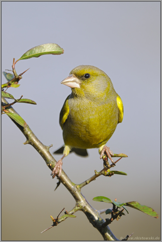 sicherer Halt... Grünfink *Carduelis chloris*