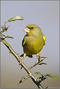 sicherer Halt... Grünfink *Carduelis chloris*