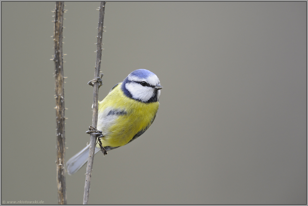 Kletterkünstler... Blaumeise *Cyanistes caeruleus*