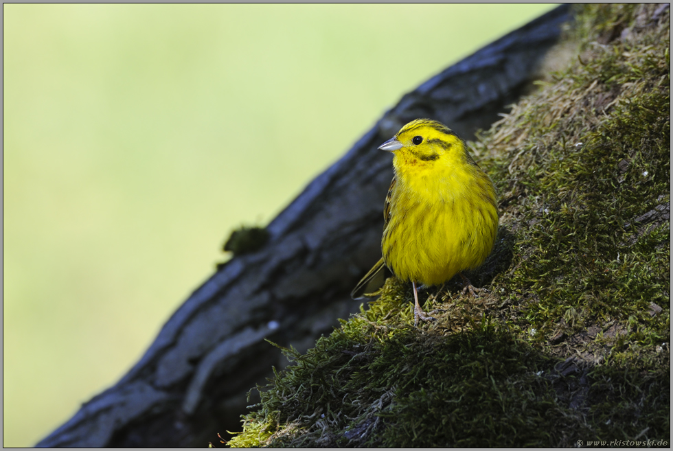 Lichtblick... Goldammer *Emberiza citrinella*