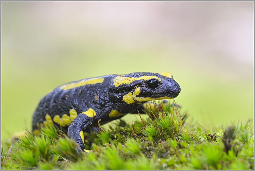 weit verbreitet... Feuersalamander *Salamandra salamandra*