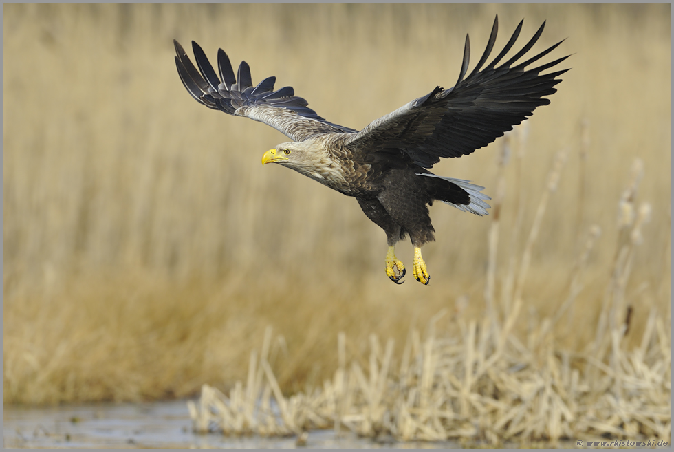 Gleitflug ins Schilf... Seeadler *Haliaeetus albicilla*