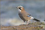 frostig... Eichelhäher *Garrulus glandarius*