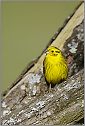 für einen Moment... Goldammer *Emberiza citrinella*