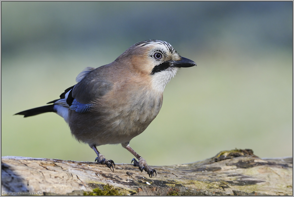 auf der Suche... Eichelhäher *Garrulus glandarius*