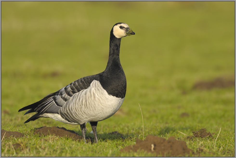 bei der Äsung... Weißwangengans *Branta leucopsis*