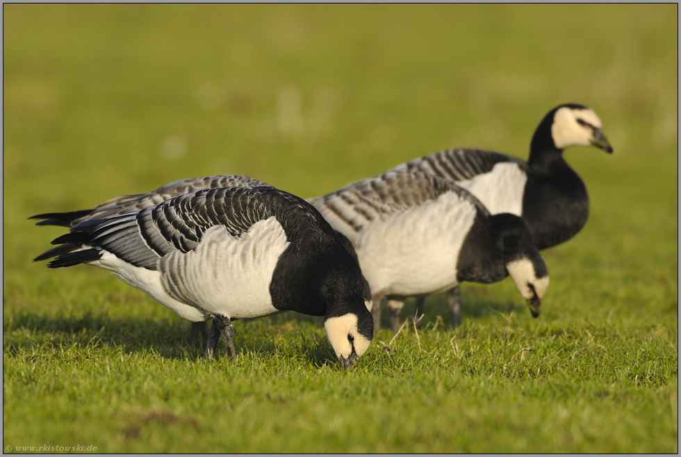 Nonnen unter sich... Weißwangengänse *Branta leucopsis*