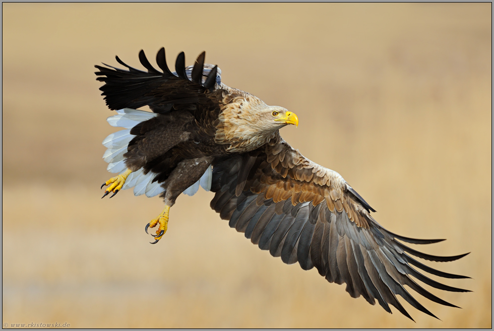 gewaltig... Seeadler *Haliaeetus albicilla*