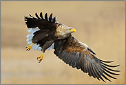 gewaltig... Seeadler *Haliaeetus albicilla*