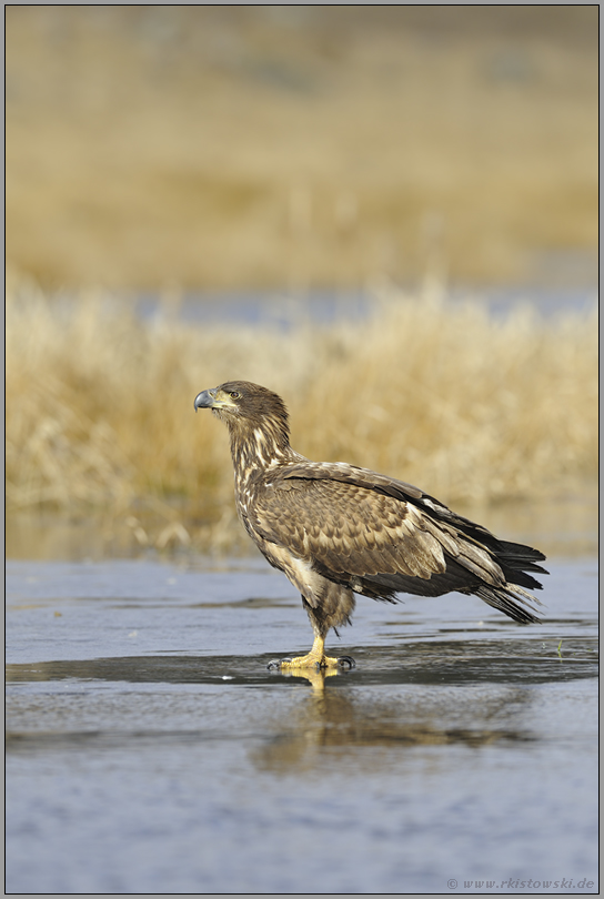 auf dem Eis... Seeadler *Haliaeetus albicilla*