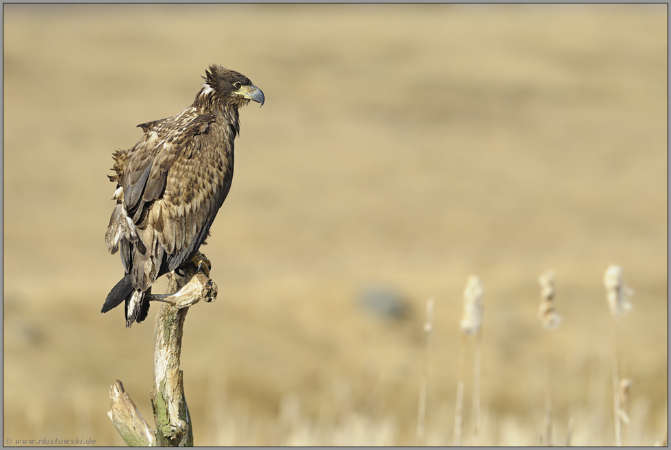 auf dem Ansitz... Seeadler *Haliaeetus albicilla*