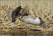 im Jagdflug... Mäusebussard *Buteo buteo*