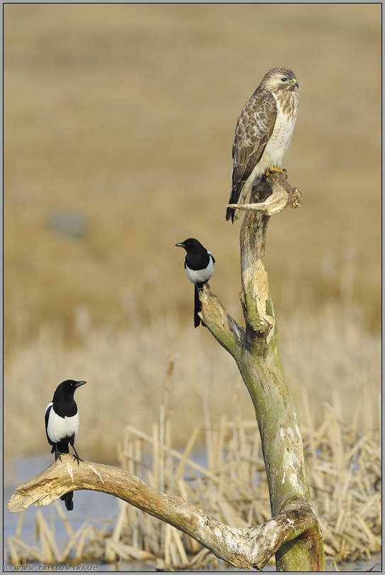 Eintracht... Mäusebussard *Buteo buteo*