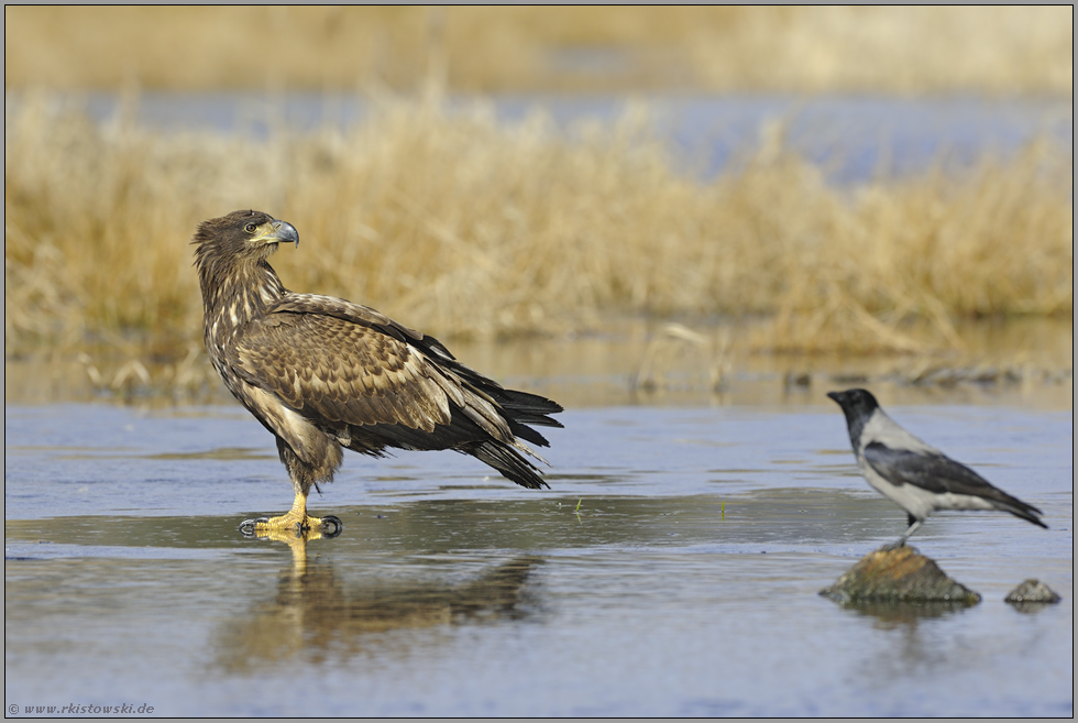 unschlüssig... Seeadler *Haliaeetus albicilla*