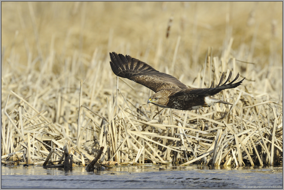 im Gleitflug... Mäusebussard *Buteo buteo*