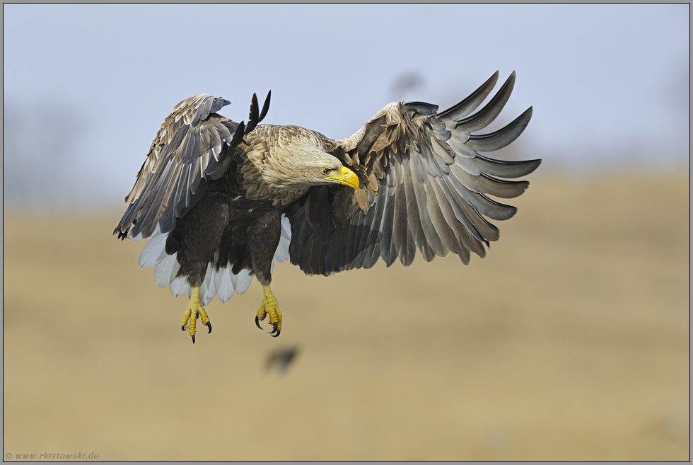 für einen Moment... Seeadler *Haliaeetus albicilla*