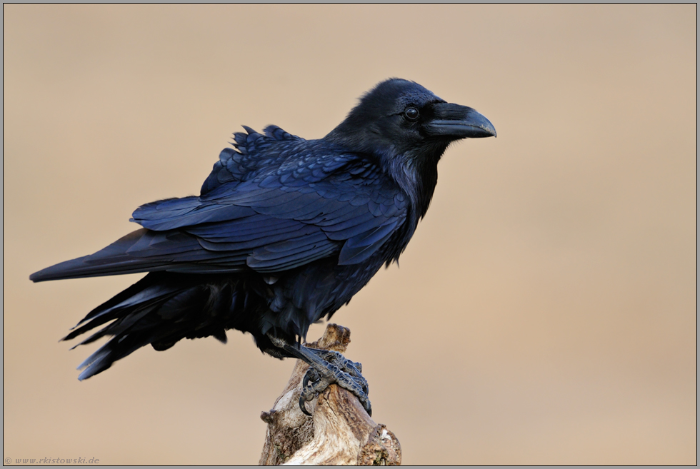 Gefährte der Wikinger... Kolkrabe *Corvus corax*