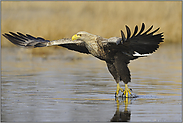 Wassertitscher... Seeadler *Haliaeetus albicilla*