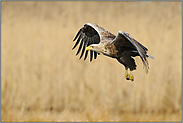 in ruhigem Schlagflug... Seeadler *Haliaeetus albicilla*