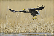 wie ein Brett... Seeadler *Haliaeetus albicilla*