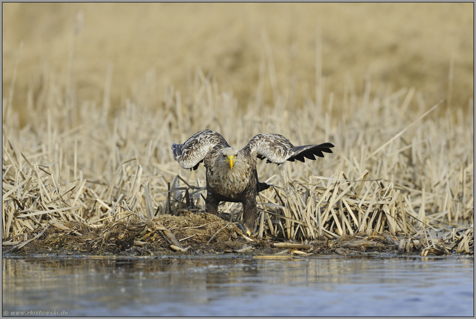 am Gewässerrand... Seeadler *Haliaeetus albicilla*