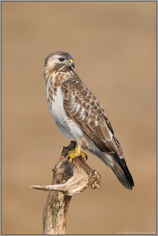 der Weiße... Mäusebussard *Buteo buteo*