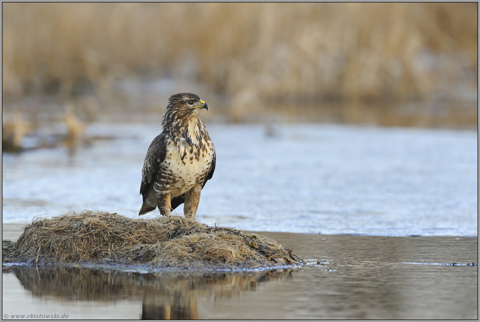 erstes Licht... Mäusebussard *Buteo buteo*