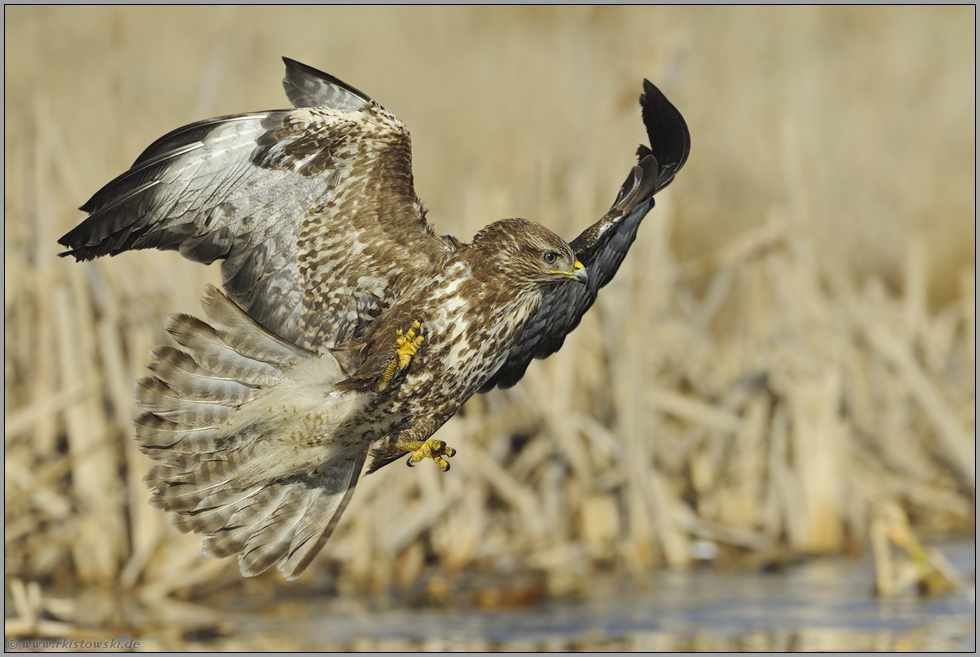 der perfekte Moment... Mäusebussard *Buteo buteo*