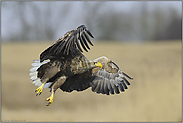 noch einmal... Seeadler *Haliaeetus albicilla*